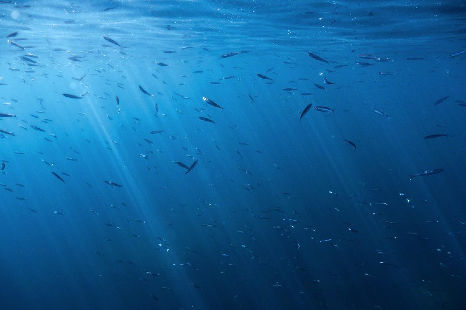 Water column - Pelagic zone  Parc national des calanques