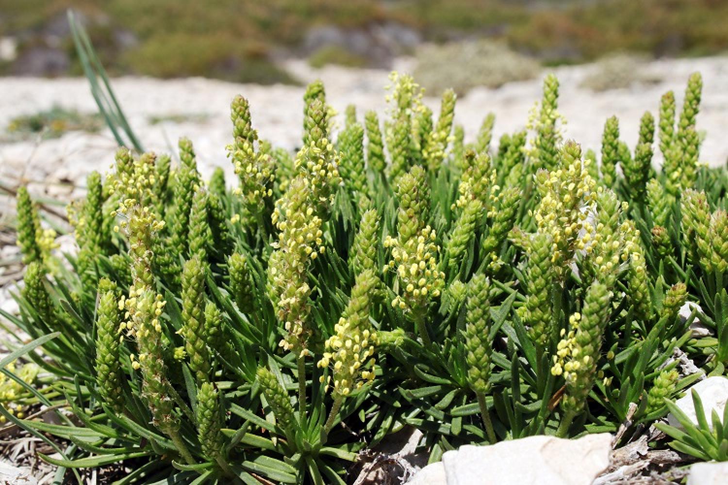 plantago_subulata_c_thibault_rameau_pncal.jpg