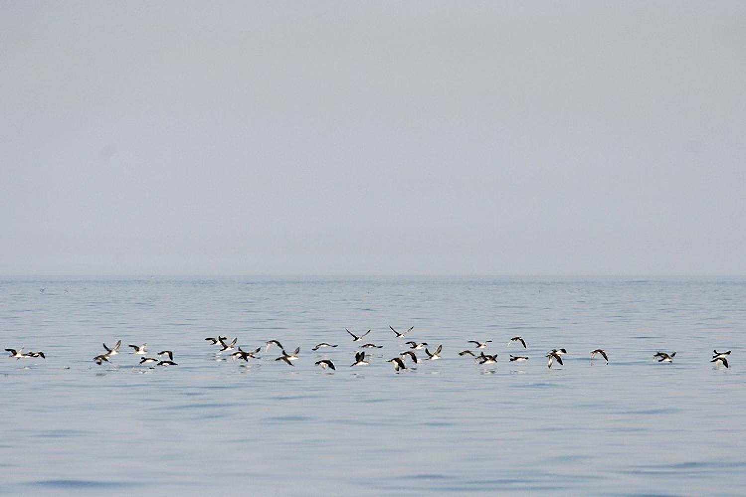 puffin-mediterranee-2-n-bazin-parc-national-calanques-marseille-cassis-la-ciotat.jpg