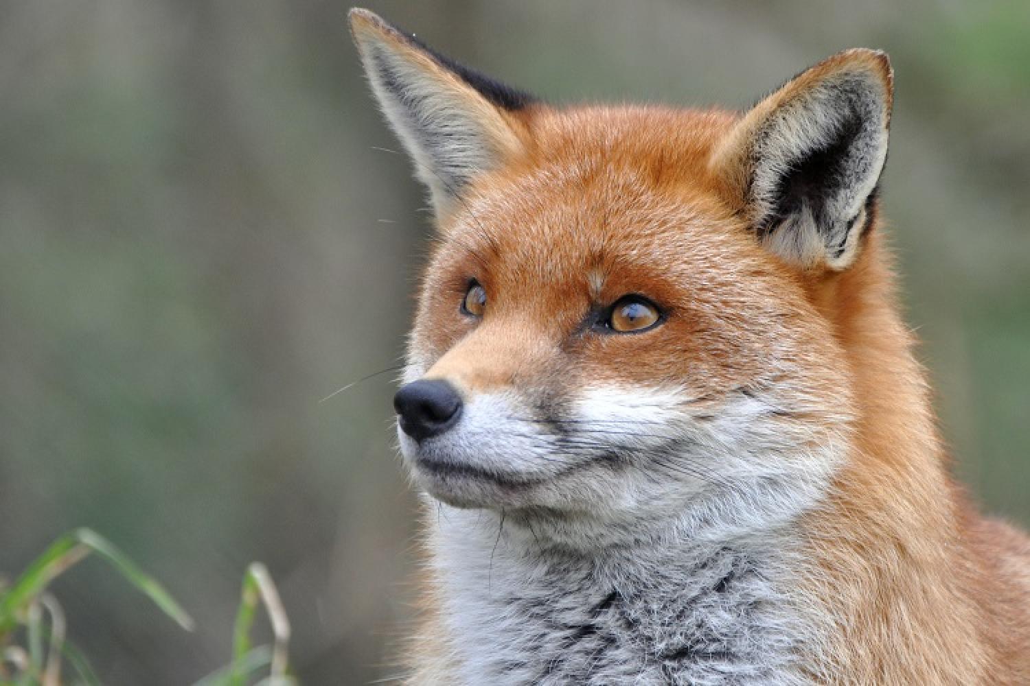 Renard  Parc national des calanques