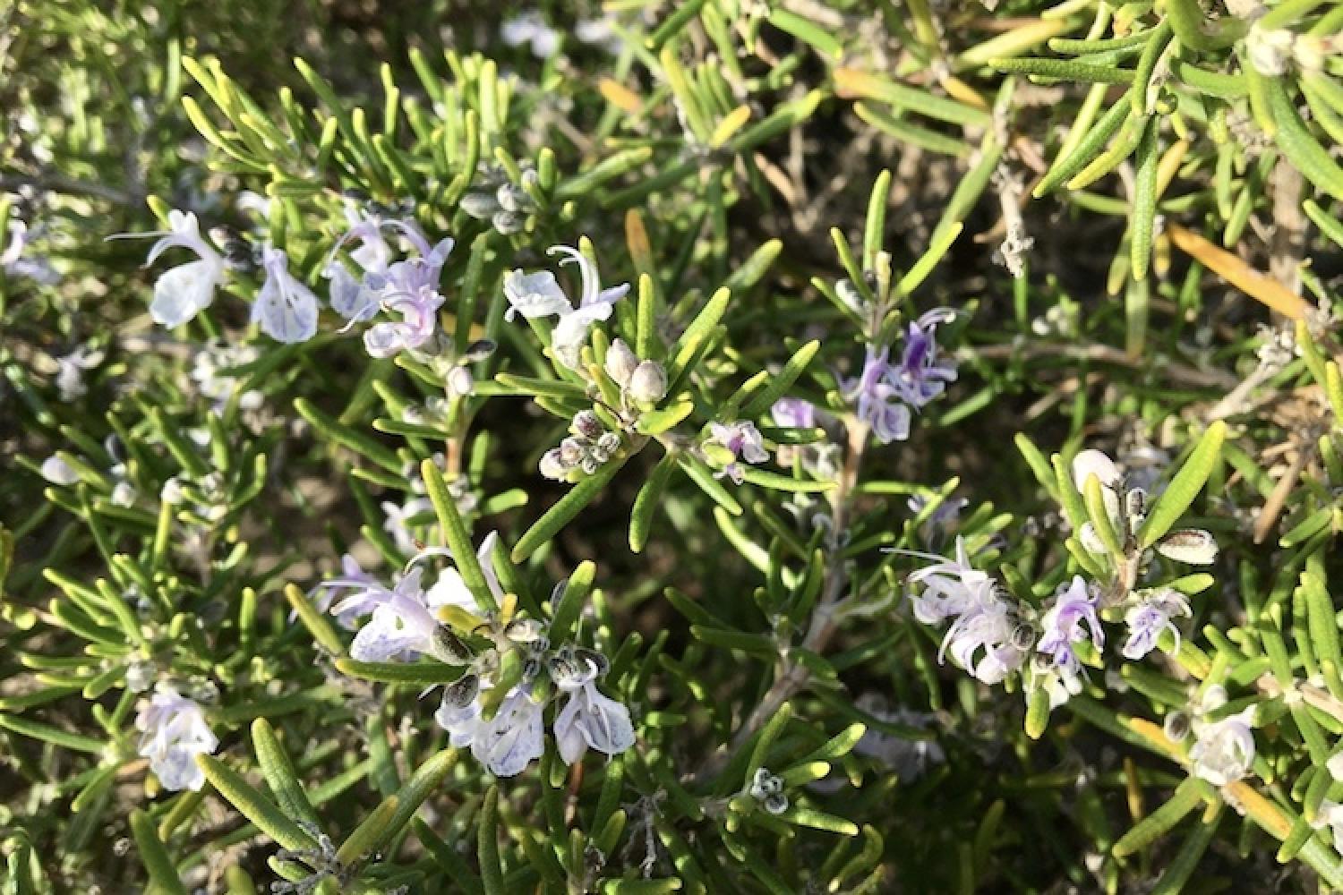 ROSMARINUS officinalis / ROMARIN