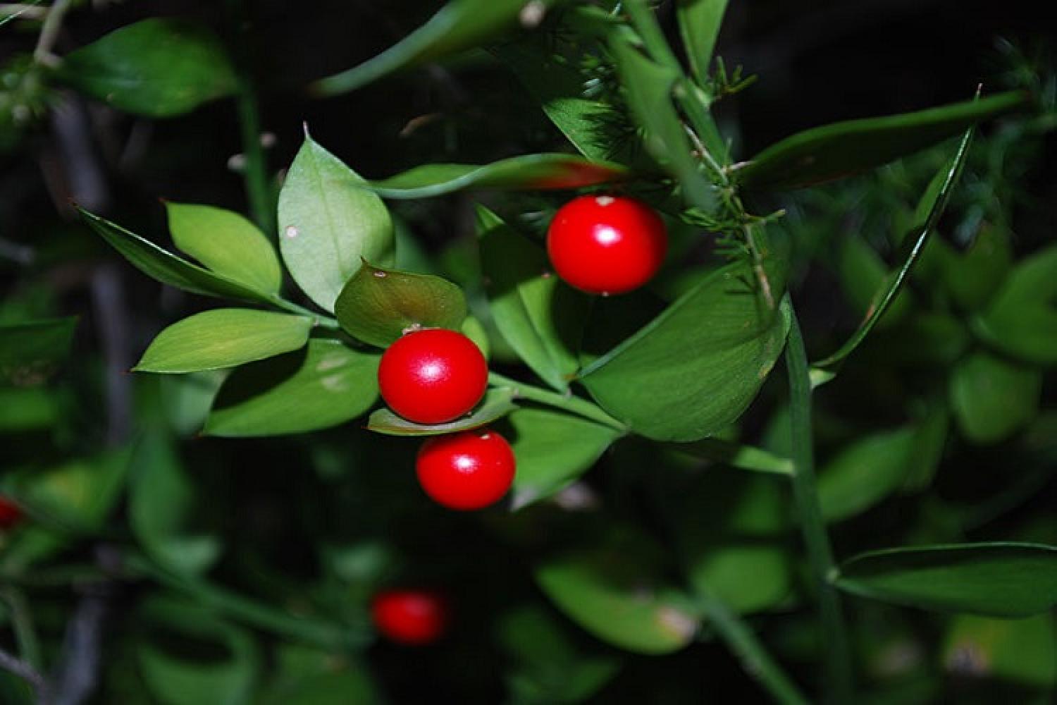 ruscus_aculeatus_-_fragon_faux_houx_-_02.jpg