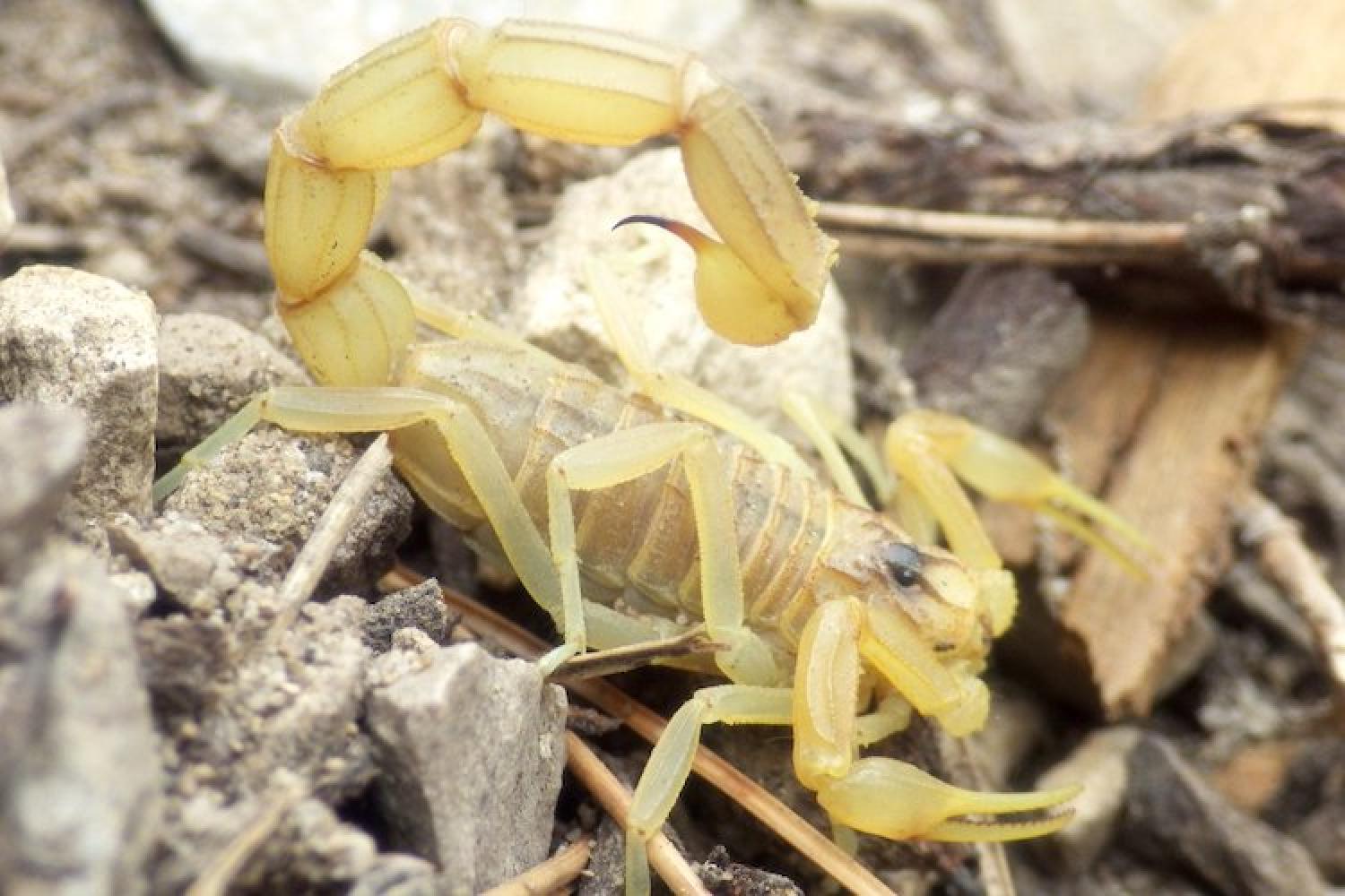 scorpion_languedocien_c_nicolas_crouzet_-_parc_national_des_calanques.jpg