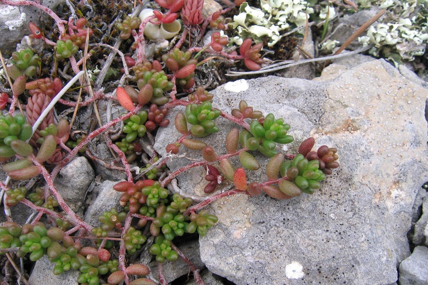 sedum_album_orpin_blanc_llmp.jpg