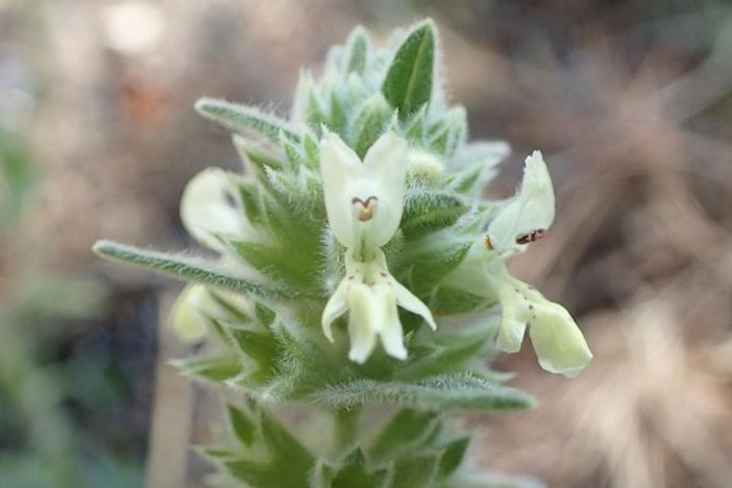 stachys_maritima_c_parc_national_des_calanques.jpg