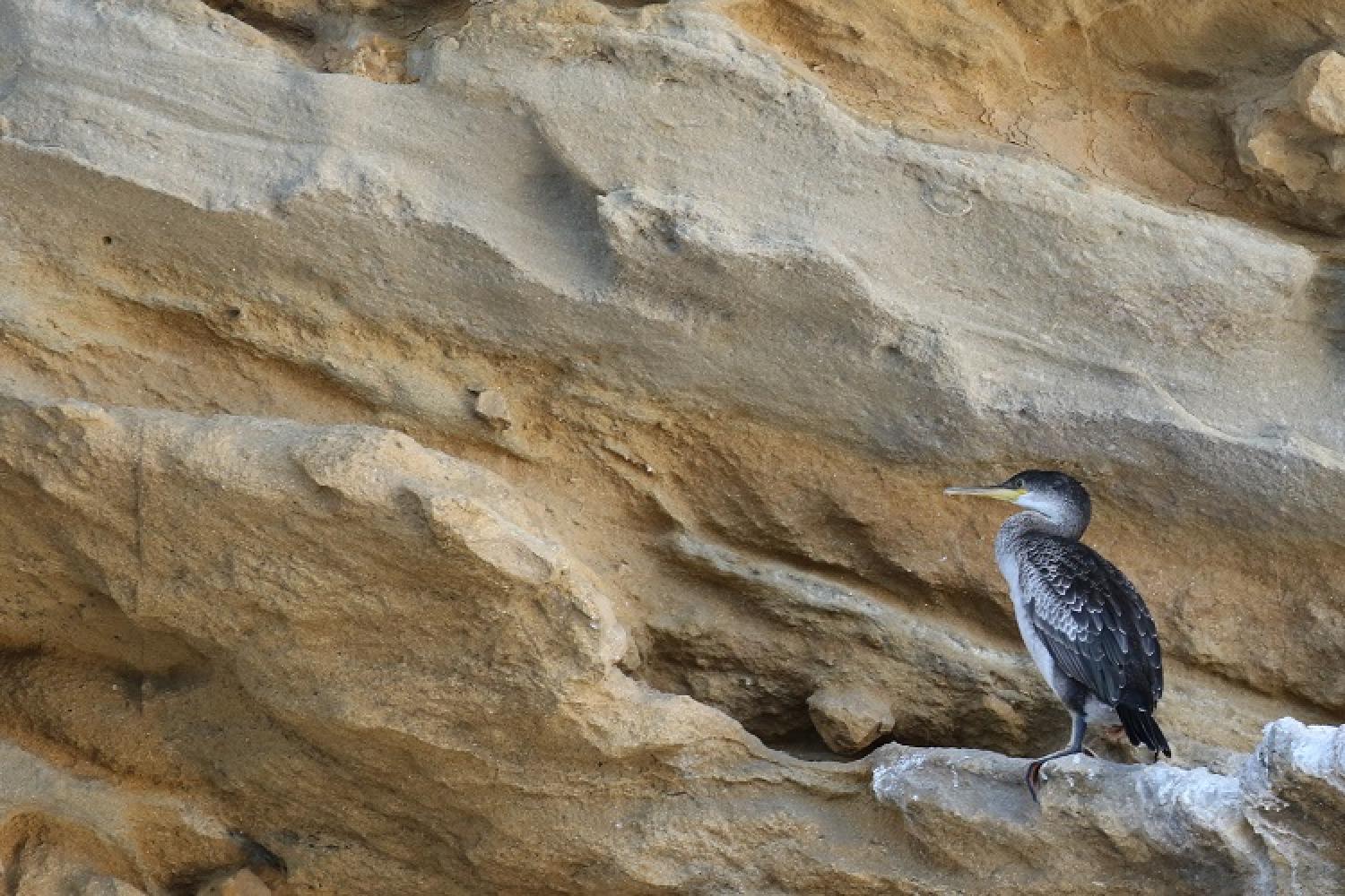 suivi_cormoran_huppe_nidification_falaises-soubeyran-pncal-calanques-marseill.jpg