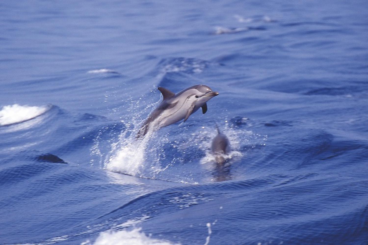 v10_dauphin_bleu_et_blanc_eco-med.jpg