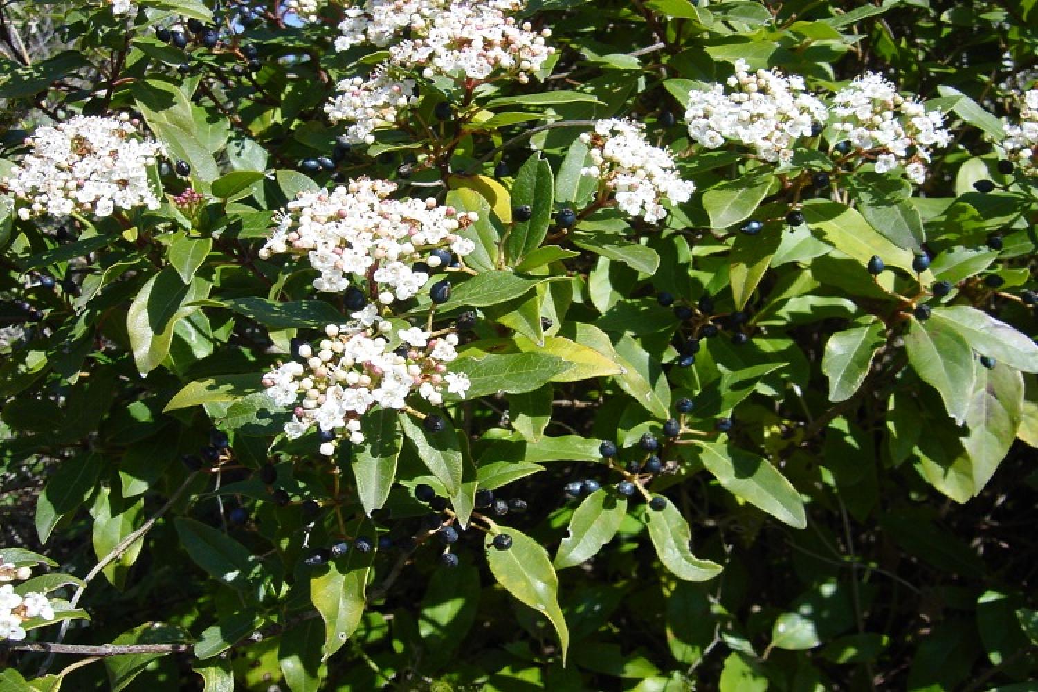 viburnum_tinus_laurier-tin_fa_gip.jpg