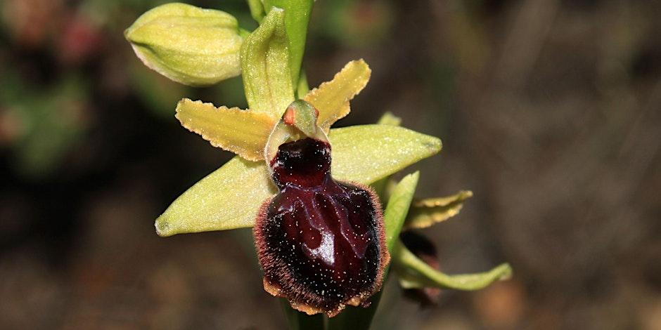 Orchidée sauvage