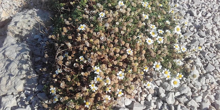 Fleurs blanches